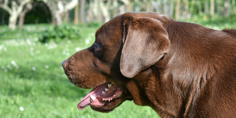 Hundetoilette kaufen Die Top 5 Hundetoiletten Testsieger